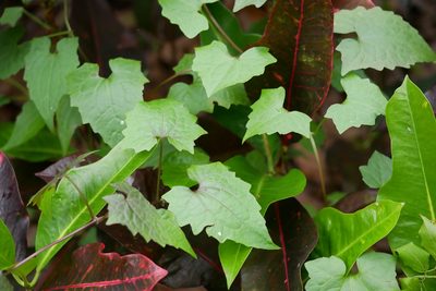 Mikania micrantha, photographed by Moogoo Lee