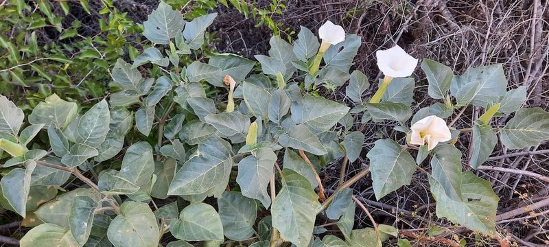 Datura innoxia, photographed by Karen Eichholz