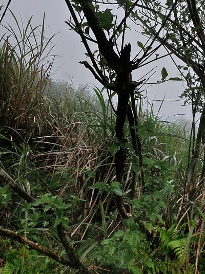 Premna microphylla, photographed by 胡正恆(Jackson Hu)