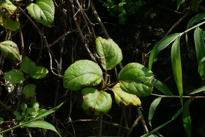 Wollastonia biflora, photographed by Moogoo Lee