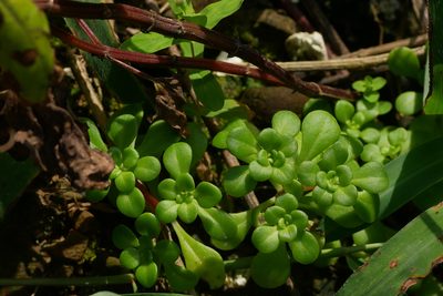 Sedum formosanum, photographed by Moogoo Lee