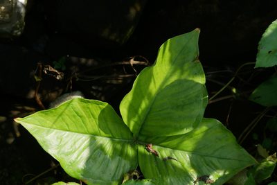 Arisaema ringens, photographed by Moogoo Lee