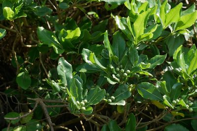 Pittosporum tobira, photographed by Moogoo Lee