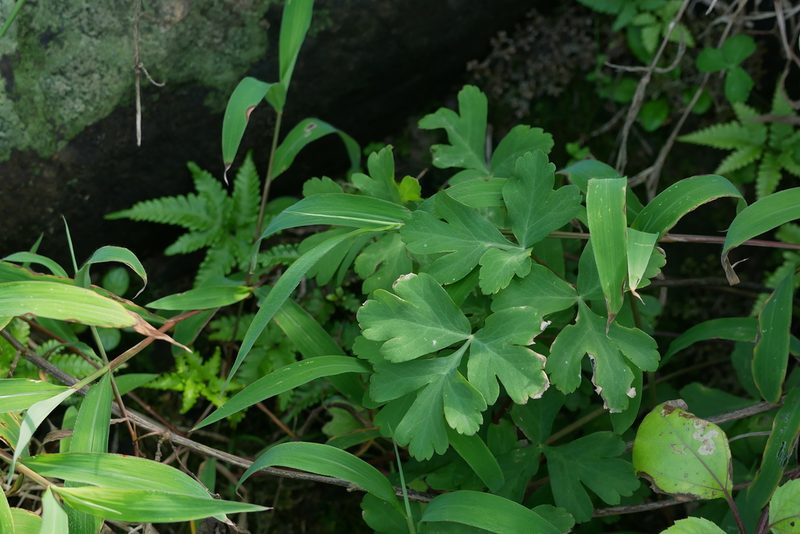 Peucedanum japonicum, photographed by Moogoo Lee