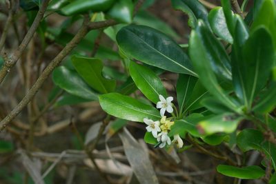 Pittosporum tobira, photographed by Moogoo Lee