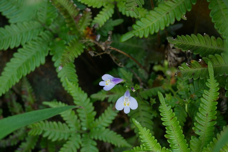 Mazus fauriei, photographed by Moogoo Lee