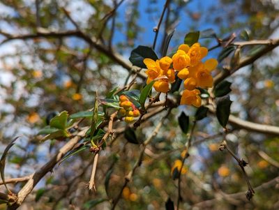 Berberis darwinii, photographed by J Castillo