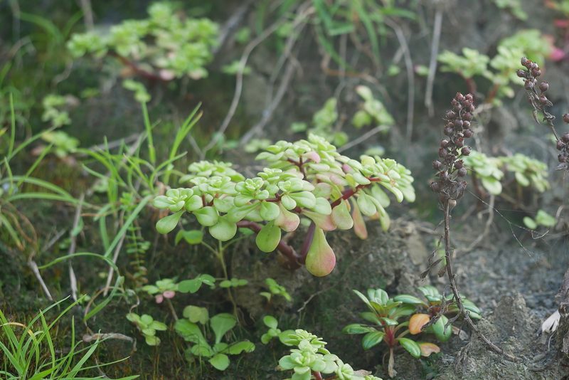 Sedum formosanum, photographed by Moogoo Lee