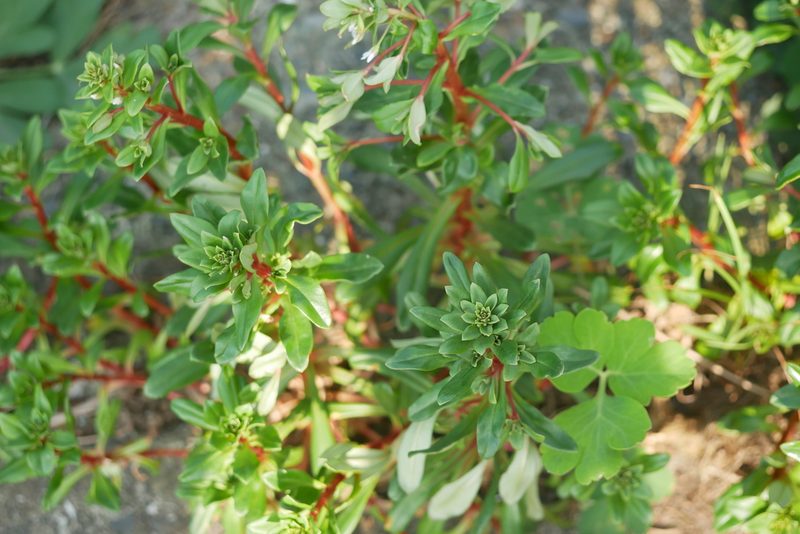 Lysimachia mauritiana, photographed by Moogoo Lee