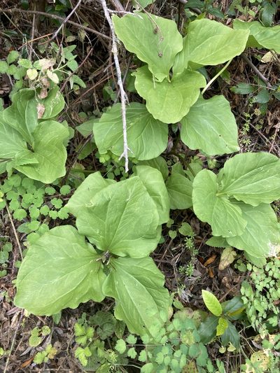 Trillium angustipetalum, photographed by Adam J. Searcy