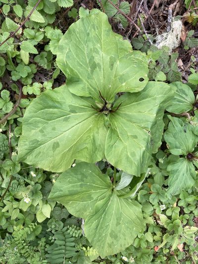 Trillium angustipetalum, photographed by Adam J. Searcy