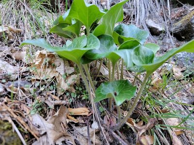 Asarum hartwegii, photographed by Theo Summer