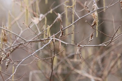 Corylus americana, photographed by jyoung2399