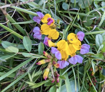 Hosackia gracilis, photographed by Irene