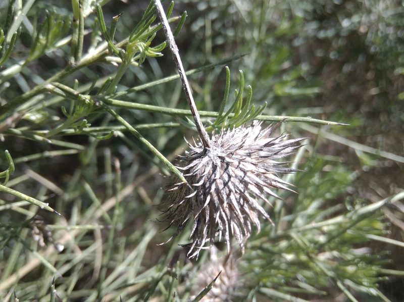 Ptilostemon chamaepeuce, photographed by Ben Costamagna