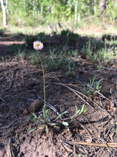 Erigeron flagellaris, photographed by Cecelia Alexander