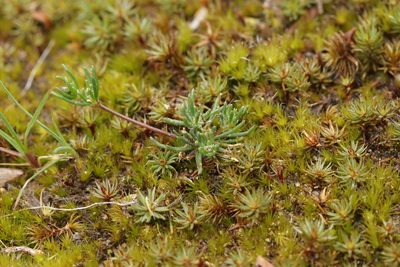Spergula morisonii, photographed by Björn Sothmann