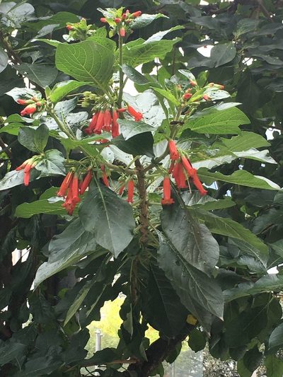 Iochroma fuchsioides, photographed by David Parra Puente