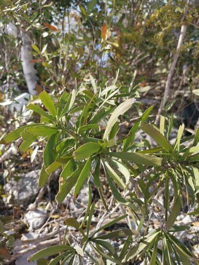 Phyllanthus epiphyllanthus, photographed by Alexis Tinker-Tsavalas