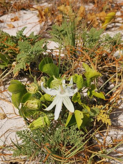 Passiflora pectinata, photographed by Alexis Tinker-Tsavalas