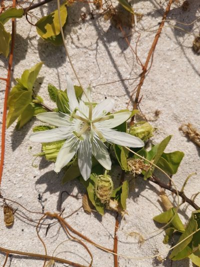 Passiflora pectinata, photographed by Alexis Tinker-Tsavalas