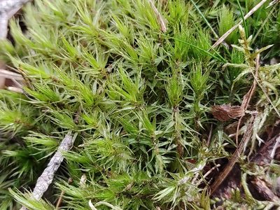 Dicranum polysetum, photographed by aga_l_