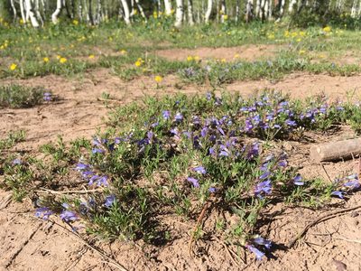Penstemon crandallii, photographed by Cecelia Alexander