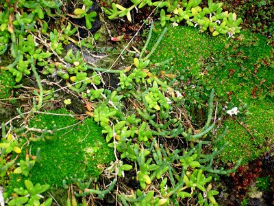 Colobanthus muscoides, photographed by Peter de Lange