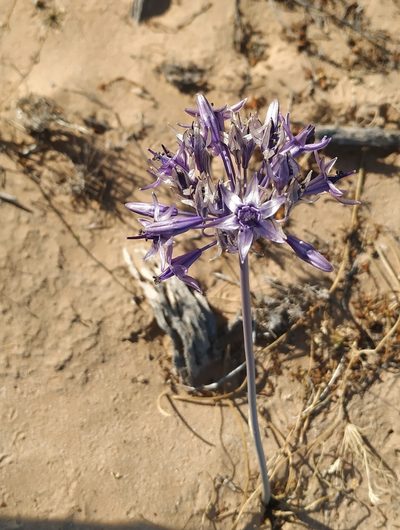 Triteleiopsis palmeri, photographed by Tereso Hernández Morales