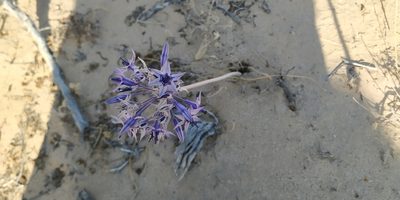 Triteleiopsis palmeri, photographed by Tereso Hernández Morales