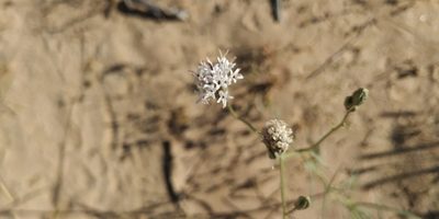 Palafoxia arida