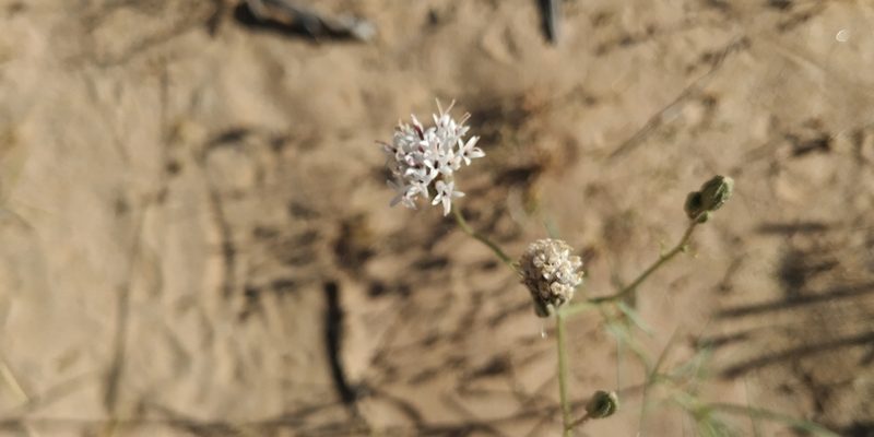 Palafoxia arida, photographed by Tereso Hernández Morales