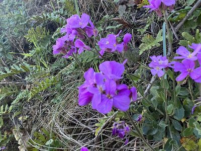 Arabis blepharophylla