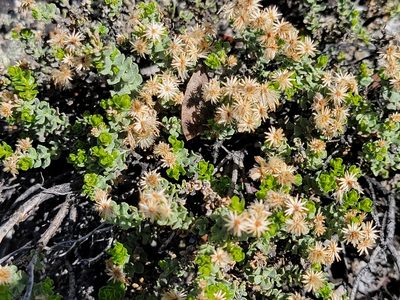 Ericameria cuneata, photographed by Theo Summer