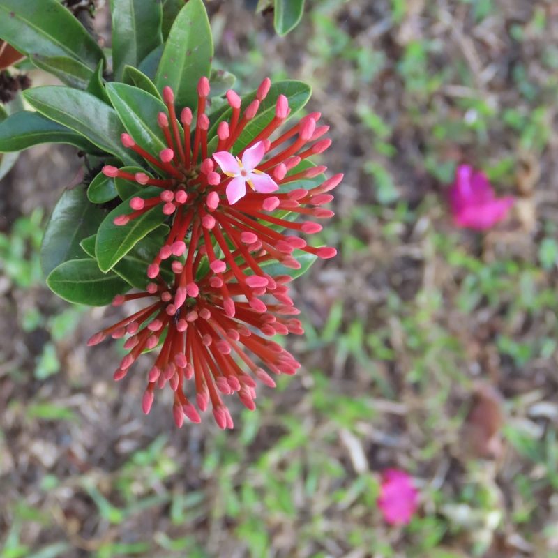 Ixora coccinea, photographed by Maria Janeiro