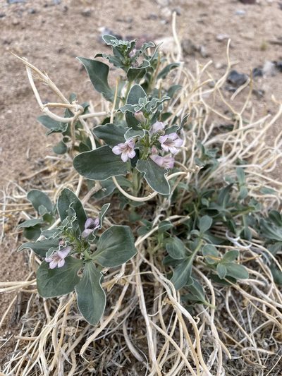 Penstemon albomarginatus, photographed by Matt Berger