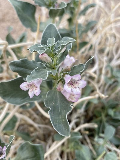 Penstemon albomarginatus, photographed by Matt Berger
