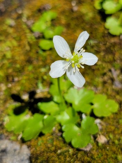 Ranunculus hystriculus, photographed by Theo Summer