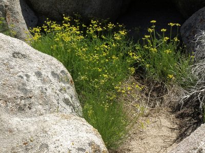 Cymopterus petraeus, photographed by Jim Morefield
