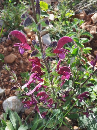 Salvia hierosolymitana, photographed by Nasser Halaweh