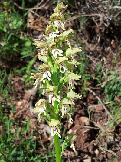 Orchis galilaea, photographed by Nasser Halaweh