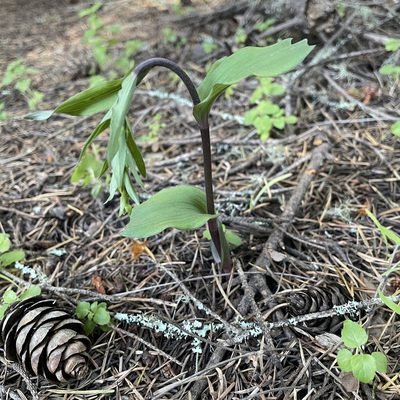 Epipactis helleborine, photographed by mdettling