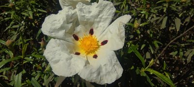 Cistus ladanifer, photographed by Santiago Martín-Bravo