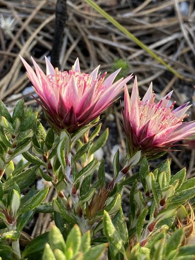 Macledium latifolium, photographed by jeanetteclarke