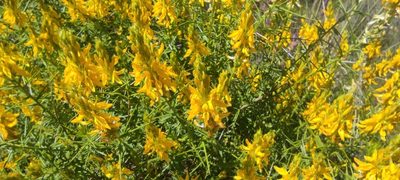 Genista hirsuta, photographed by Santiago Martín-Bravo