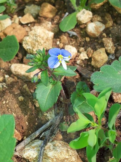 Veronica syriaca, photographed by Nasser Halaweh