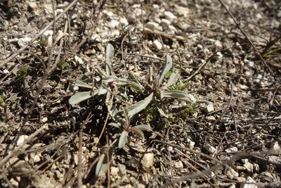 Linum ucranicum, photographed by Aleksei Baushev