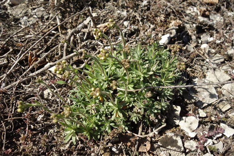 Draba podolica, photographed by Aleksei Baushev