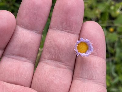 Erigeron quercifolius, photographed by Sawyer Baran
