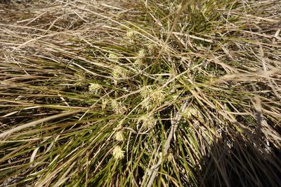 Carex humilis, photographed by Aleksei Baushev